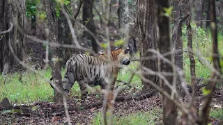 #tiger walking through forst and trying for #hunting in #penchnationalpark