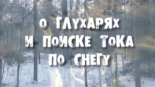 О глухарях и поиске тока по снегу