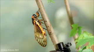 Can Cicadas Harm Plants and Trees?