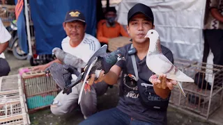 MENEMUKAN MERPATI CAKEP BANGET DIPASAR!