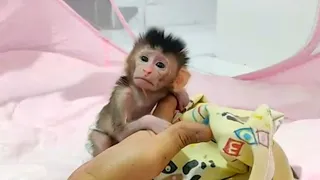 Newborn Baby Monkey Boy (no name) Drink Milk Time and Sit after it (breastfeeding mothers who know)