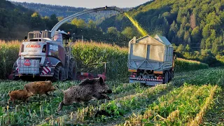 Corn fields 2023 Claas Jaguar 980 Black, 3x Tatra 815 Agro, New Holland and some animals in the corn