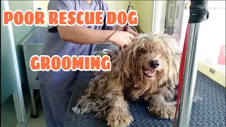 POOR RESCUE DOG GROOMING | SHAVEDOWN