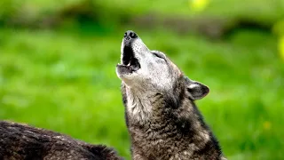 Wolf Howl - Sound Effect