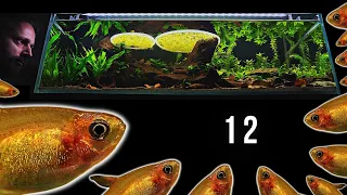 12 EMBER TETRA schooling in SHALLOW AQUARIUM | EP5 BLACKWATER AQUARIUM