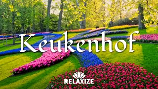 The Keukenhof in the Netherlands 2023 (8K)