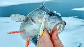 I WENT AWAY FROM PEOPLE AND FOUND MY FISH!!! Perch fishing on a balancer in winter. Part 1.