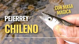 Pesca de PEJERREYES CHILENOS MUY ACTIVOS, con devolución / Aventura y Naturaleza