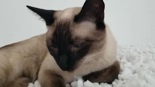 CoCo wakes from a nap (Siamese kitten)