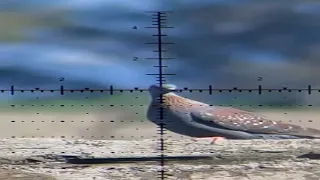 The Unbelievable Airgun Head Shot That Left Everyone Speechless