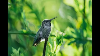 2 hours of relaxing sounds , Anna's Hummingbird singing on a branch