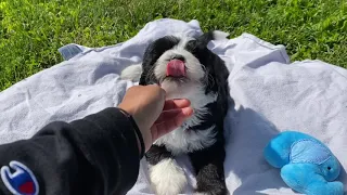 Meet Roland: Our Miniature Sheepadoodle Puppy