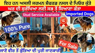 German Shepherd Dog Price in India 2023 | Best Quality Dog Breeds | Imported German Shepherd