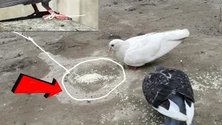 How To Catch Pigeon Easy At Home | Faster Bird Trap Technique To Catch Bird