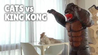 Cats vs King Kong | Kittisaurus