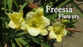 Freesia Flower, Freesia Bulb Planting, How To Grow Fresia Plants