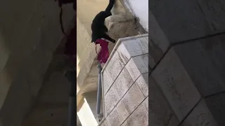 Кот украл лифчик