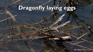 Life Cycle: Egg Laying Dragonfly - Libel legt eitjes