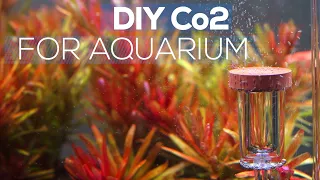 How To Make DIY CO2 For Aquarium | LOW BUDGET DIY CO2 For PLANTED AQUARIUM