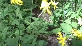 Arnica herb, Arnica montana