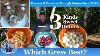 3 Kinds of Onions : Which Grew Best