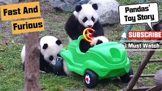 Pandas Try To Be Fast And Furious！ | iPanda