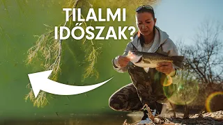 Mit csináljunk TILALMI időszakban? - Pergessünk feketesügérre!