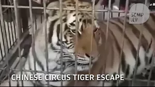 Tiger escapes from cage during circus show in China