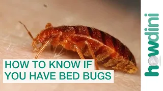 How To Find Bed Bugs - How To Know If You Have Bed Bugs