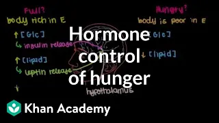 Hormone control of hunger