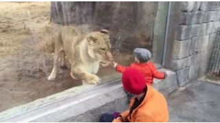 SORPRENDENTE!!! 10 Momentos Increibles en un Zoologico - CUIDADO