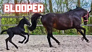 For the first time together outside. Belle Uniek & Coralle | Blooper! | Friesian Horses