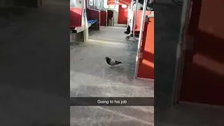 Business Bird on Its Morning Commute || ViralHog