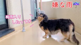 【ダックスフンド】雨の日の過ごし方☆お空と天気予報を睨めっこ☆《愛犬のトイレ問題》