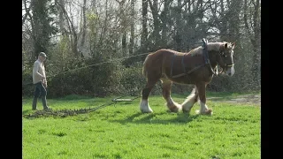 Belgian draft horse with meadow harrow on an oat field