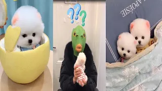 Tik Tok Chó Phốc Sóc Mini | Funny and Cute Pomeranian Videos #48