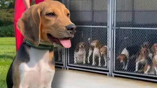 Who Adopted the Beagles Rescued From Breeding Facility?