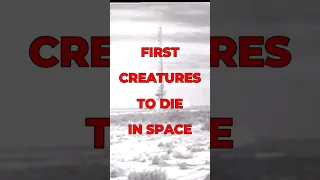 First Creatures To Die In Space .😢🚀🙏 #space #animals #shorts