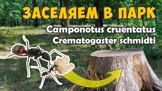 Заселяем в городской парк кампов с Европы (часть 1)