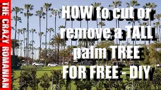 How to CUT or Remove  a Tall Palm tree for free!