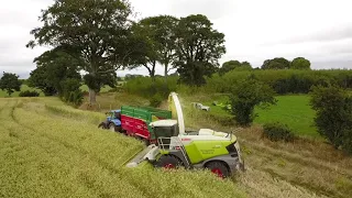 Whole Crop Rye - How to open the field!