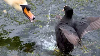 FIGHT! Coot vs Swan