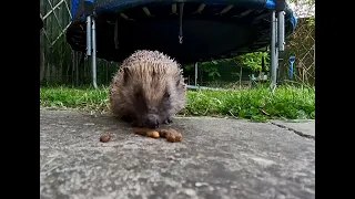 Hedgehog comes for dinner..  listen to the crunching lol