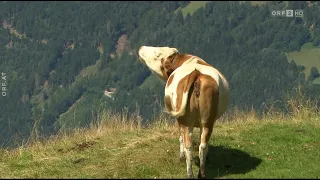 Sommer auf der Alm