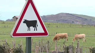 Magazine du Pays basque : auprès de mes blondes