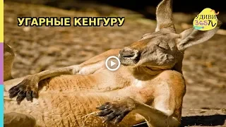 Приколы с животными. Угарные моменты с кенгуру. Fun with animals. Carbon moments with kangaroo.