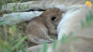 Newborn LION cubs ONLY 10 days old Sired by Sark males
