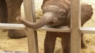 Baby Elephant Charms French Zoo Visitors