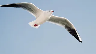 Seagull Flying over Sea