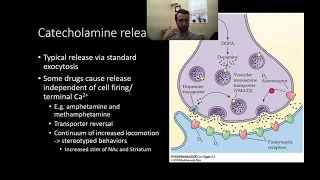 PSY305 CH5PT1: Catecholamine Synthesis and Release